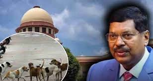 Plea on stray dogs mentioned in SC, CJI says he 'will look into it'